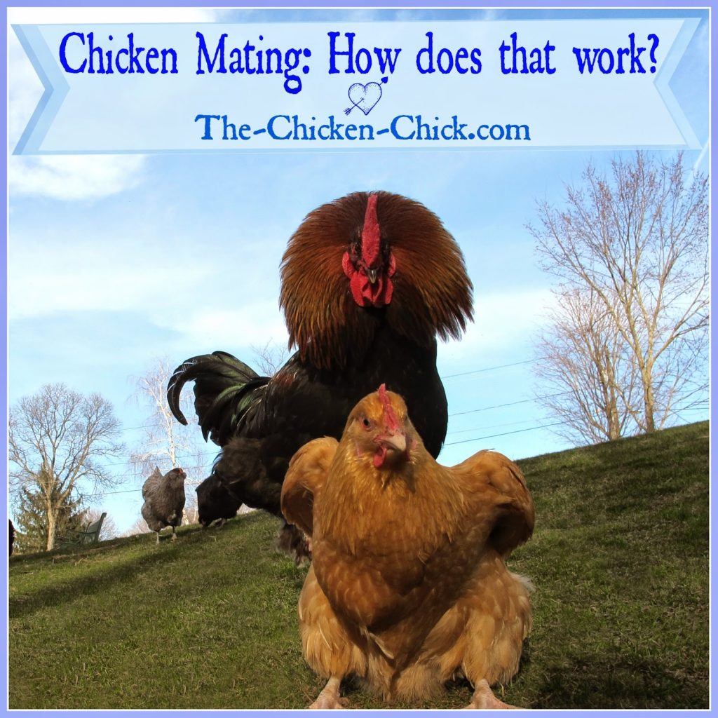 Chicken Mating: How Does That Work? | The Chicken Chick®