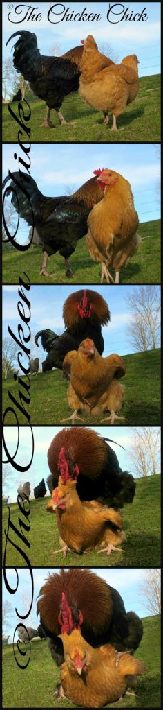The rooster gets into position, which resembles a piggy-back ride, standing on her back, holding her neck feathers with his beak and steadying himself with his feet. This activity, known as treading. The hen crouches down, spreads her wings to the side for balance and lowers her tail in a position I call the submissive squat. Since the papilla is located inside his cloaca, (vent area) his cloaca must touch hers to transfer the sperm from his body to hers.This touching together of cloacas is commonly referred to as the “cloacal kiss.” That’s all there is to it- he hops off and she shakes out her feathers and each goes about his or her business. 