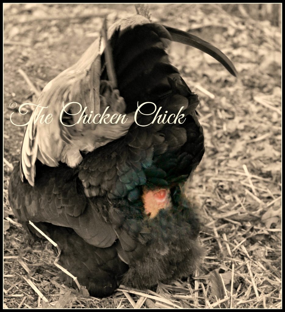 male chicken cloaca