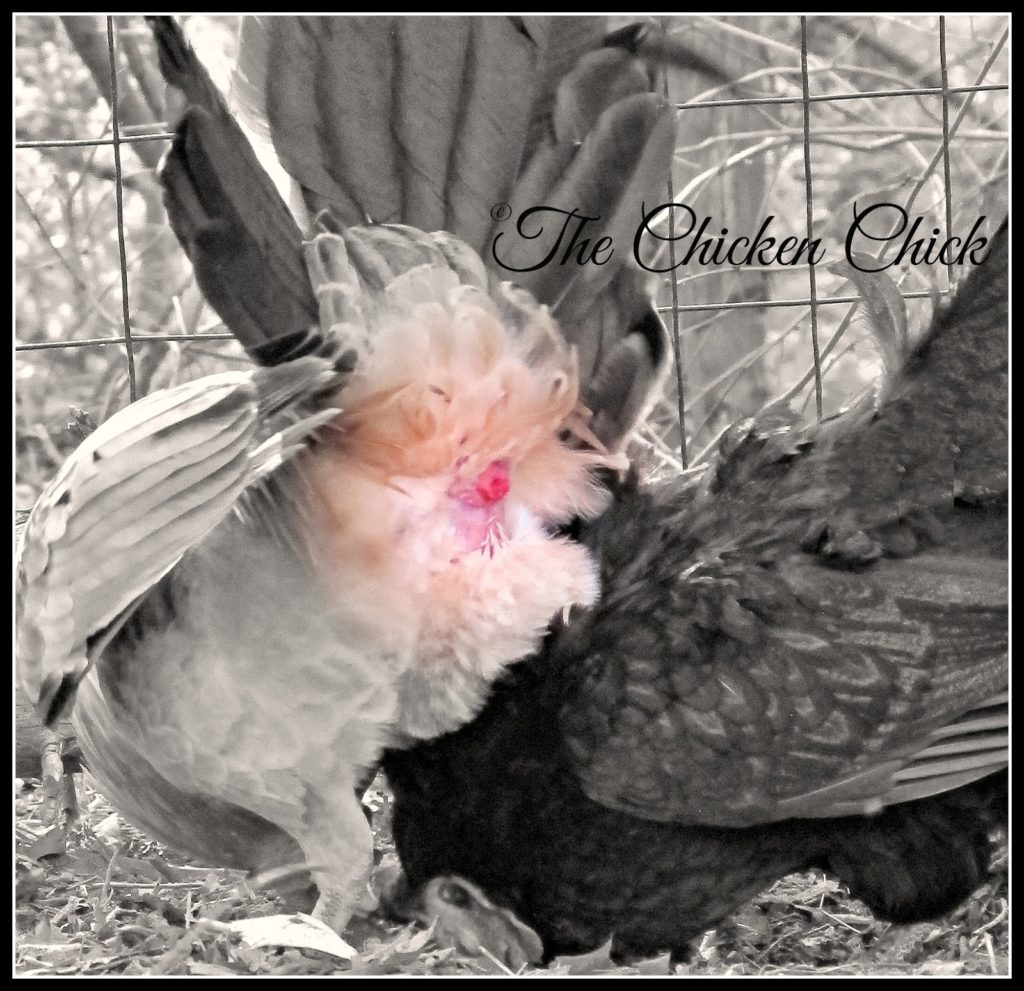 Chicken Mating: How Does That Work? | The Chicken Chick®