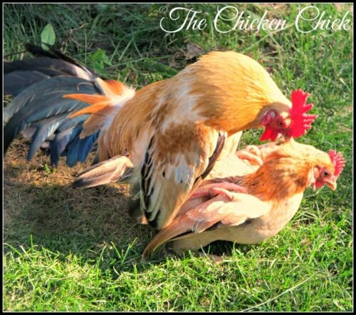 chickens mating process