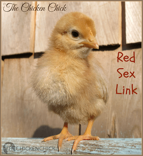 Red Sex Linked chicks can be produced by crossing a variety of different breeds.