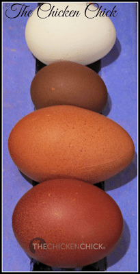 Egg shape is not an accurate method for sexing baby chick.