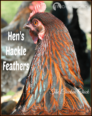 Hackle featherは鶏の首に生え、鶏が性成熟に近づくと現れ始めます、およそ4-6ヶ月齢になります。's neck and begin to appear as a chicken approaches sexual maturity, around 4-6 months old. A rooster's hackle feathers are long and pointy, a hen's hackle feathers are shorter and more round.