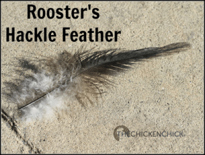 Hackle feathers grow around a chicken's neck and begin to appear as a chicken approaches sexual maturity, around 4-6 months old. A rooster's hackle feathers are long and pointy, a hen's hackle feathers are shorter and more round.