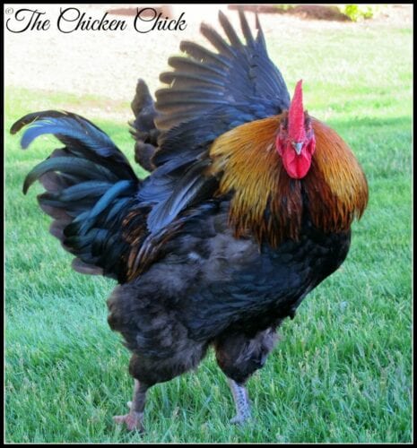 There are no flowers, no dinner and a movie, so how does a rooster impress the chicks? Some roosters don’t even bother trying, they’ll simply take charge of their mate, but the more romantic types have a few go-to moves they rely upon to dazzle the ladies