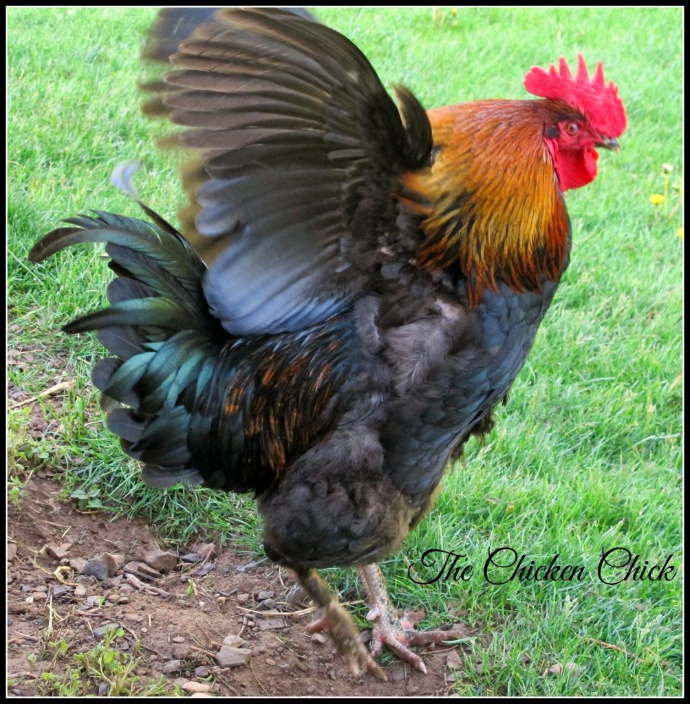 Chicken Mating: How Does That Work? | The Chicken Chick®