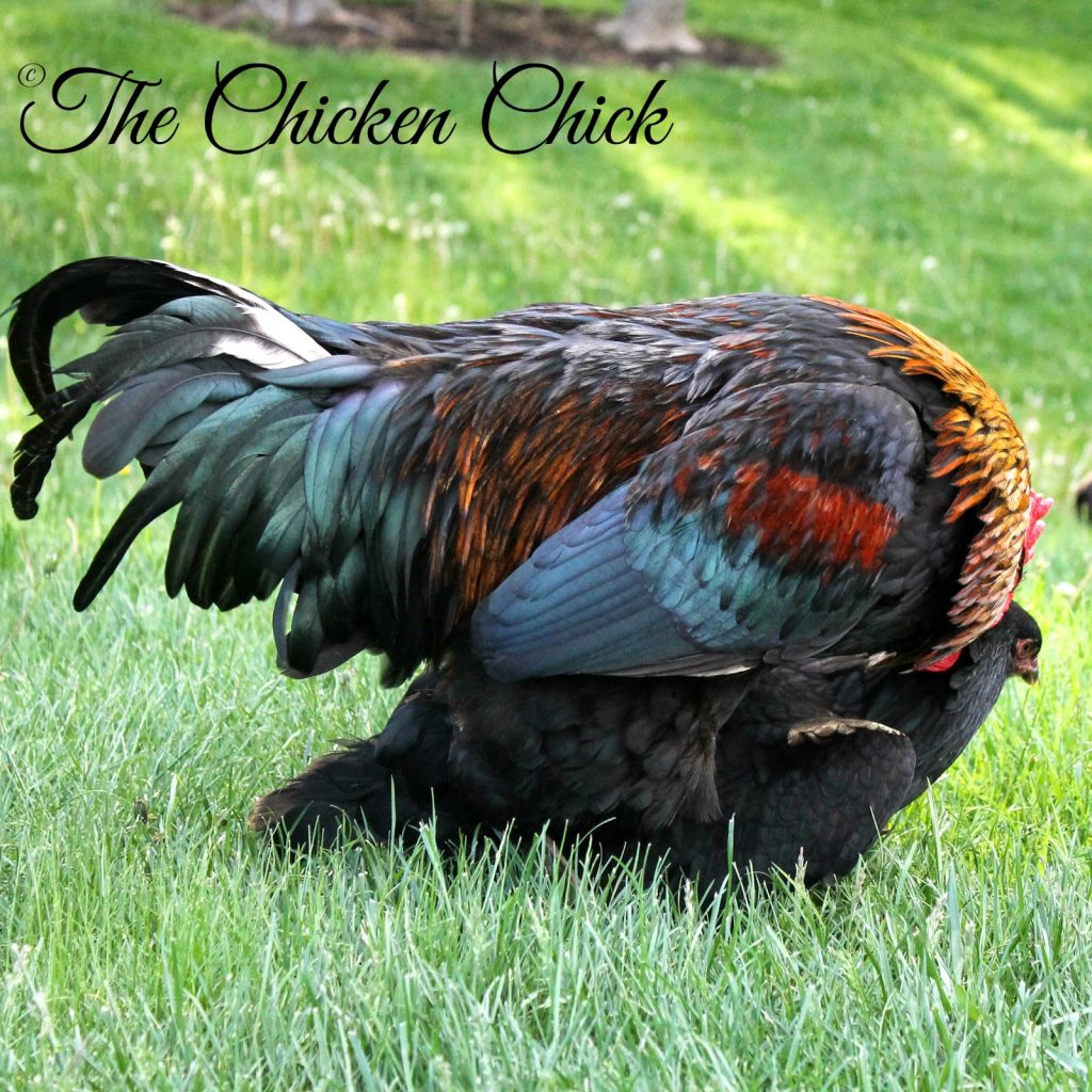 Chicken Mating: How Does That Work? | The Chicken Chick®