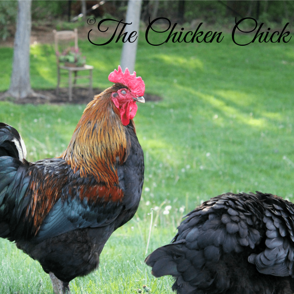 Chicken Mating How Does That Work The Chicken Chick® 