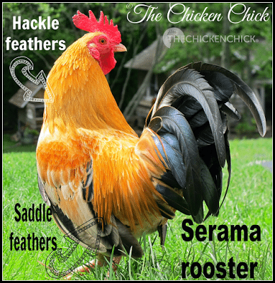 Hackle feathers grow around a chicken's neck and begin to appear as a chicken approaches sexual maturity, around 4-6 months old. A rooster's hackle feathers are long and pointy, a hen's hackle feathers are shorter and more round.