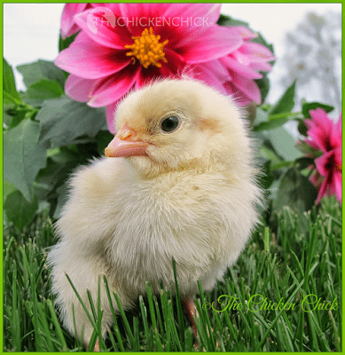 Una gallina vinculada al sexo es aquella cuyo sexo puede determinarse por su aspecto poco después de la eclosión, ya sea por el color del plumón o por la tasa de crecimiento de ciertas plumas de las alas.