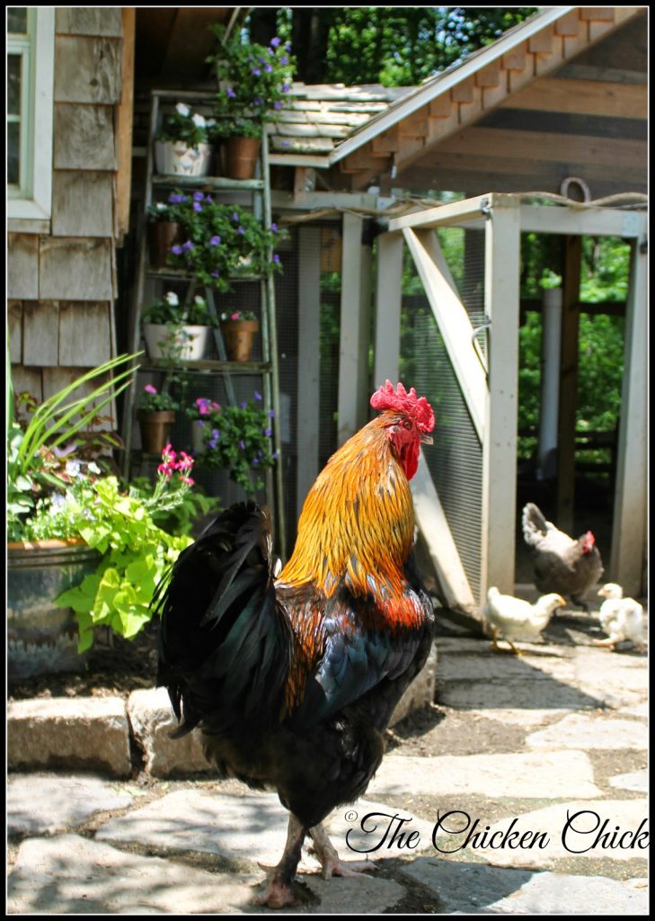 Blaze-Black Copper Marans rooster.