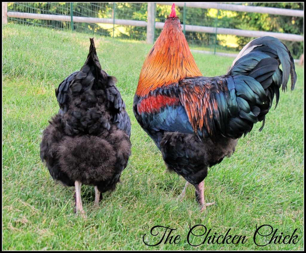 Olive Egger hen & Black Copper Marans rooster