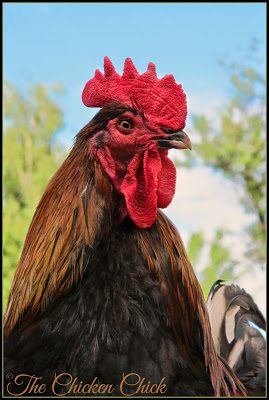 Black Copper Marans rooster.