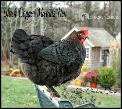 Galinha preta de Cobre Marans.