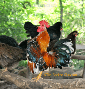 Si bien el canto no suele comenzar en los gallos hasta que se acercan a la madurez sexual, el momento varía según la raza y los individuos dentro de una raza. El gallo más joven que comenzó a cantar en mi rebaño tenía sólo tres semanas de edad.