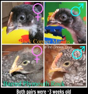 By three weeks of age, it is usually possible to notice distinguishing physical features that point to a chicken’s gender.