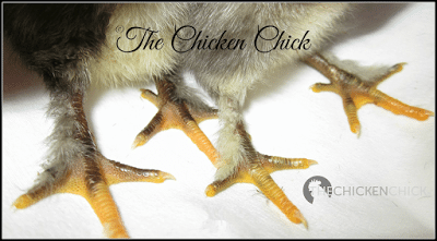  Males tend to have longer, thicker legs and bigger feet than female chickens.