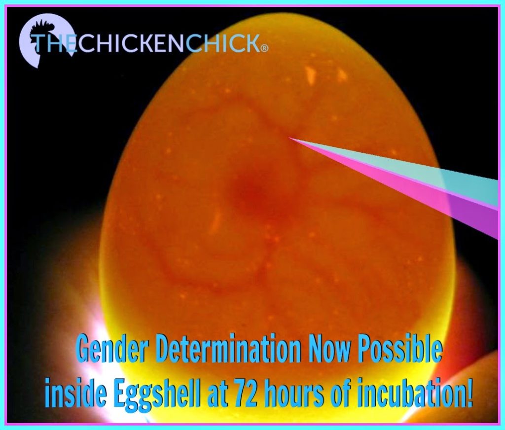 breakthrough discovery of a method to determine the gender of chickens within the eggshell as early as day 3 of incubation, at which point the embryo does not feel pain