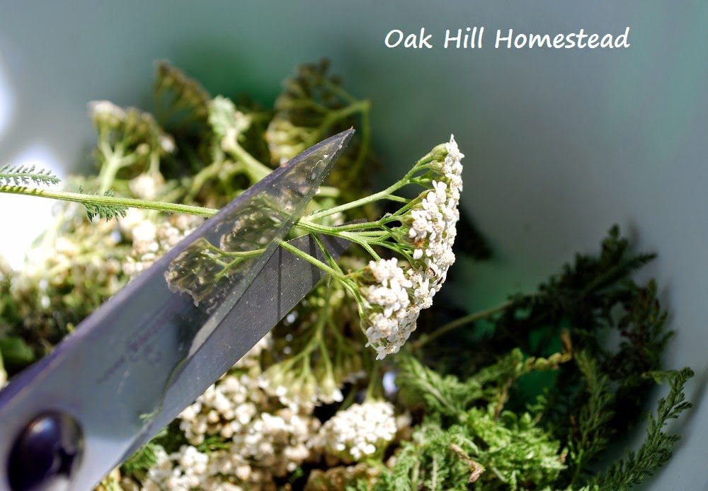 Clever Chicks Blog Hop #89 with The Chicken Chick How to Harvest Yarrow, shared by Oak Hill Homestead