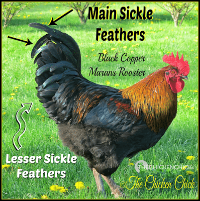 Males of most breeds have long, fancy tail feathers referred to as sickles. Black Copper Marans rooster.