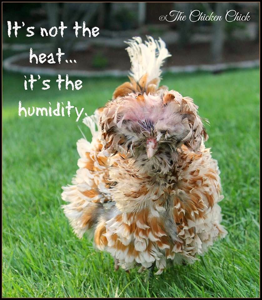 It's not the heat, it's the humidity