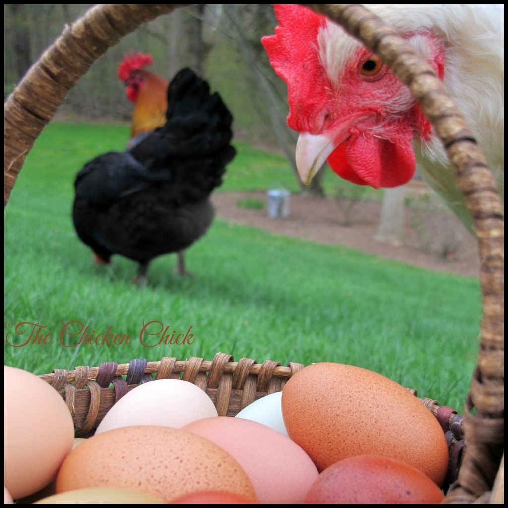 A hen does not need a rooster to produce eggs. A hen will lay eggs with the same frequency regardless of the presence or absence of a rooster in the flock. 