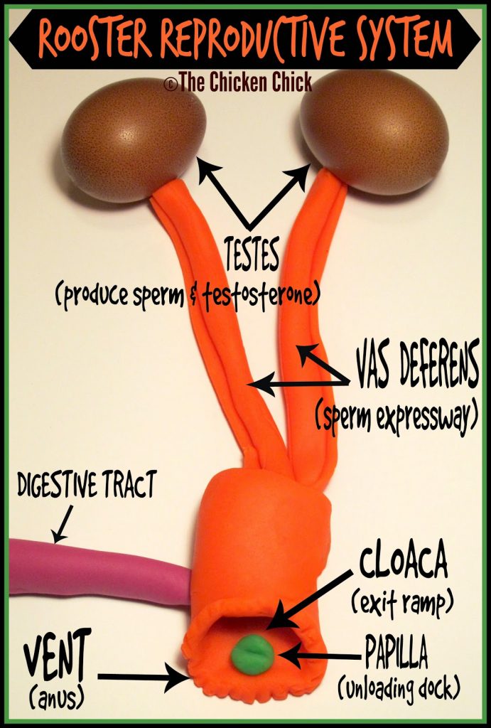 male chicken cloaca