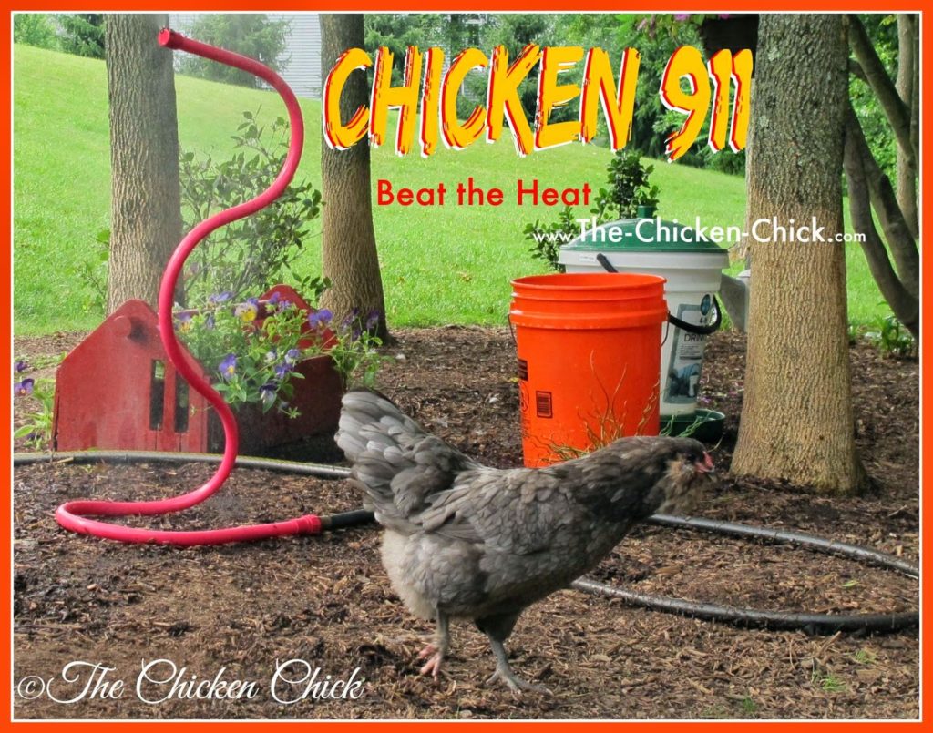 lots of suggestions for keeping chickens safe in the heat this summer here.