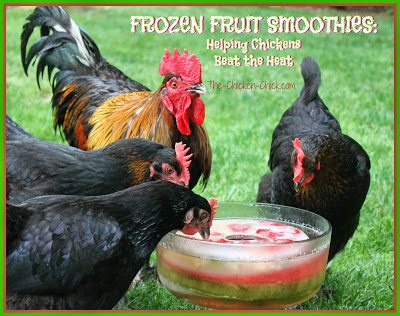Whatever chicken keepers can do to keep chickens hydrated on hot days is encouraged. I make this frozen fruit smoothie ice ring for my chickens to help them beat the heat and they love it! When water is added to the ice ring, POW, Pullet Punch! Not only does the icy cold water encourage hydration, it gives chickens a natural sugar boost during energy-sapping weather when feed intake declines.