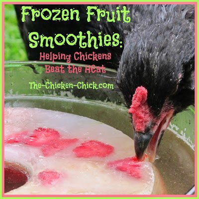 Whatever chicken keepers can do to keep chickens hydrated on hot days is encouraged. I make this frozen fruit smoothie ice ring for my chickens to help them beat the heat and they love it! When water is added to the ice ring, POW, Pullet Punch! Not only does the icy cold water encourage hydration, it gives chickens a natural sugar boost during energy-sapping weather when feed intake declines.