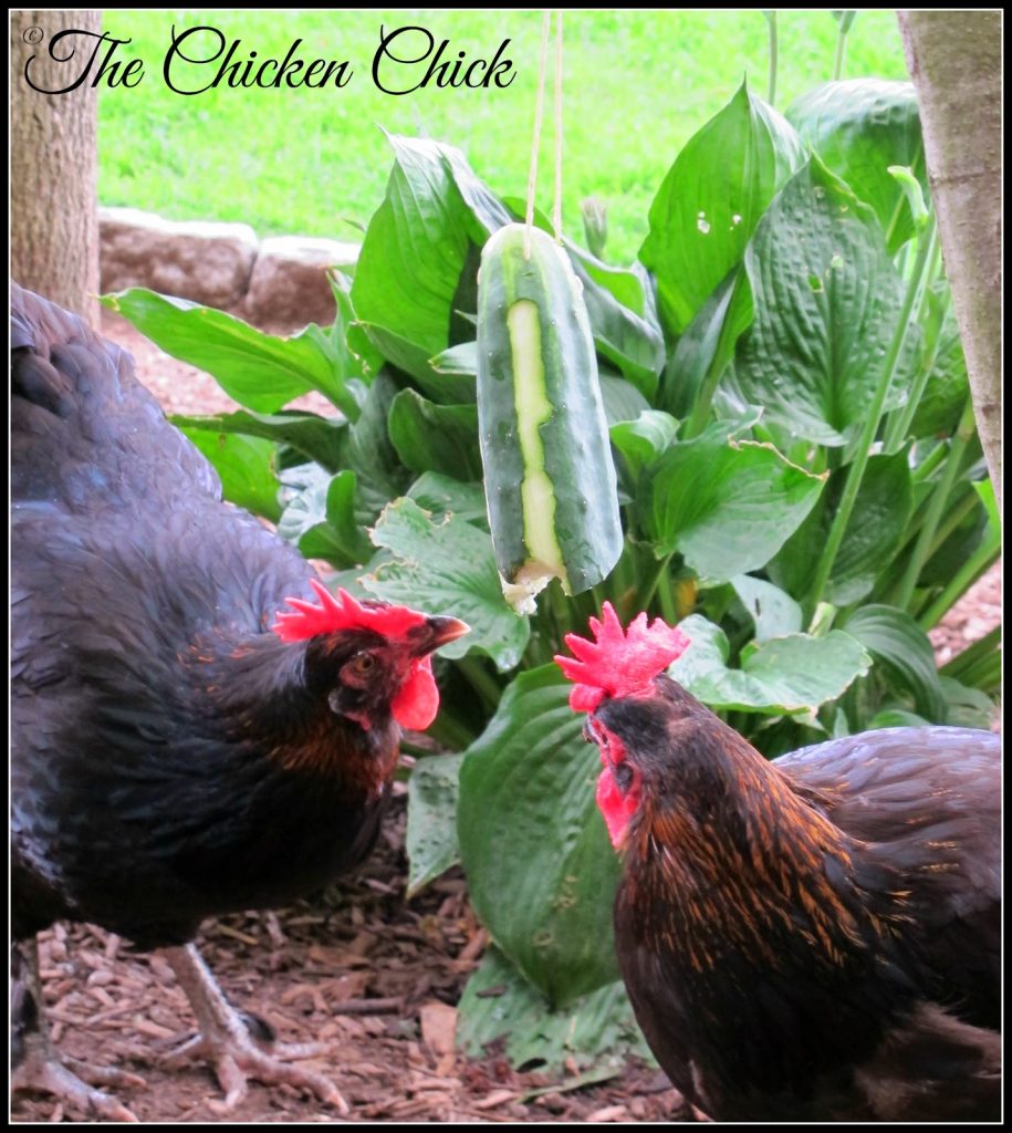 Cucumber Tetherball: Chicken Boredom Buster | The Chicken Chick®