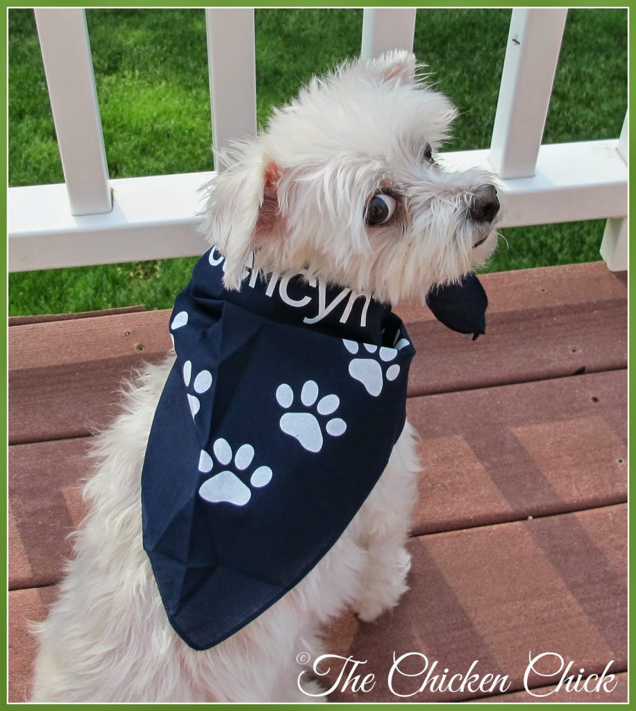 Molly, modeling Vetericyn bandana