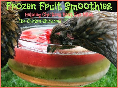 When the chickens have had their fill of Pullet Punch, remove it from the yard so as not to attract flies! When the chickens have had their fill of Pullet Punch, remove it from the yard so as not to attract flies!