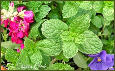 While we think of mint as refreshing in hot weather due to its mouth-feel, it does not, in fact, have cooling properties on a chicken's body temperature. Not only does mint NOT reduce a chicken's body temperature, they do not even perceive the minty mouth-feel we feel due to their extremely limited taste buds,.