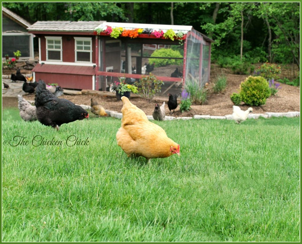 Spending time with backyard chickens and regularly inspecting them for wounds and dirty butts goes a long way towards avoiding flystrike.