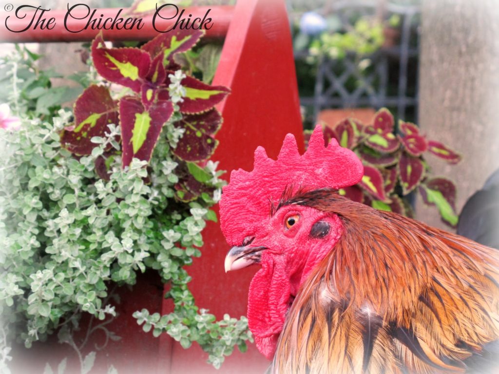 Black Copper Marans rooster