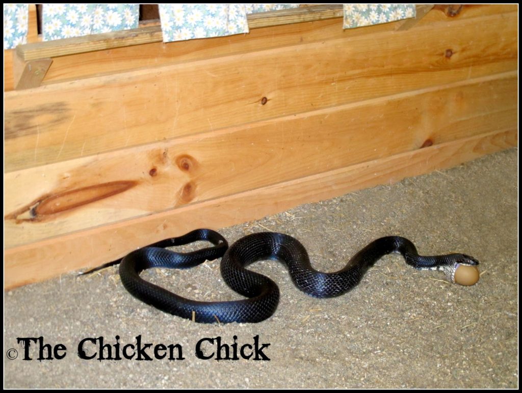 Eastern Black Rat snake- taking his lunch to-go!
