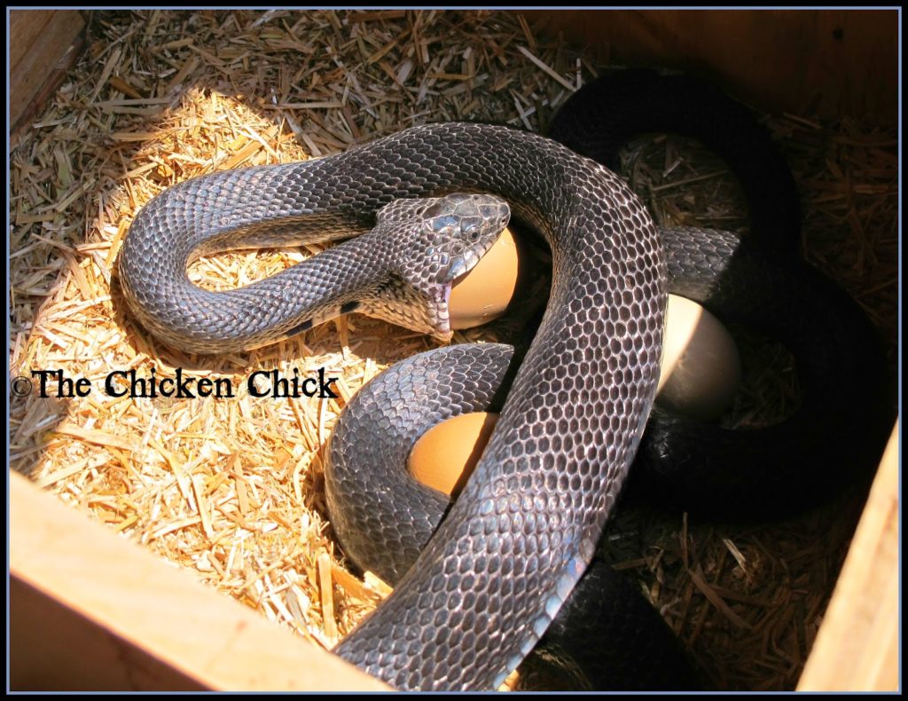 Eastern Black Rat Snake stopped in for lunch.