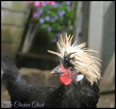 Doc Brown, Black White Crested Polish hen
