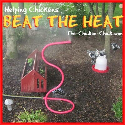 For MUCH more information about how to help chickens beat the heat, check out this article on my blog!