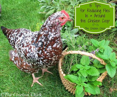heck out this article on my blog for more than 15 tips for controlling flies around the chicken coop.