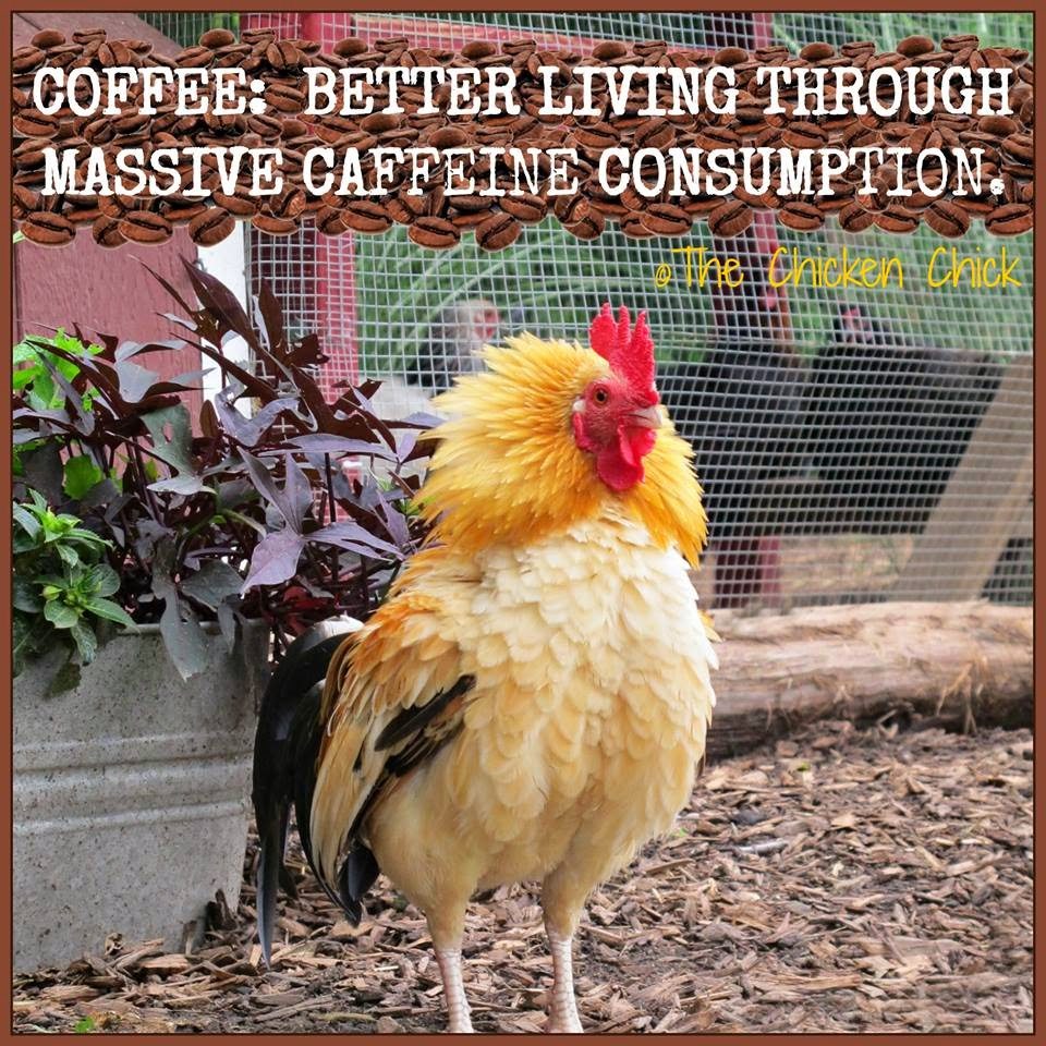 Coffee: better living through massive caffeine consumption.