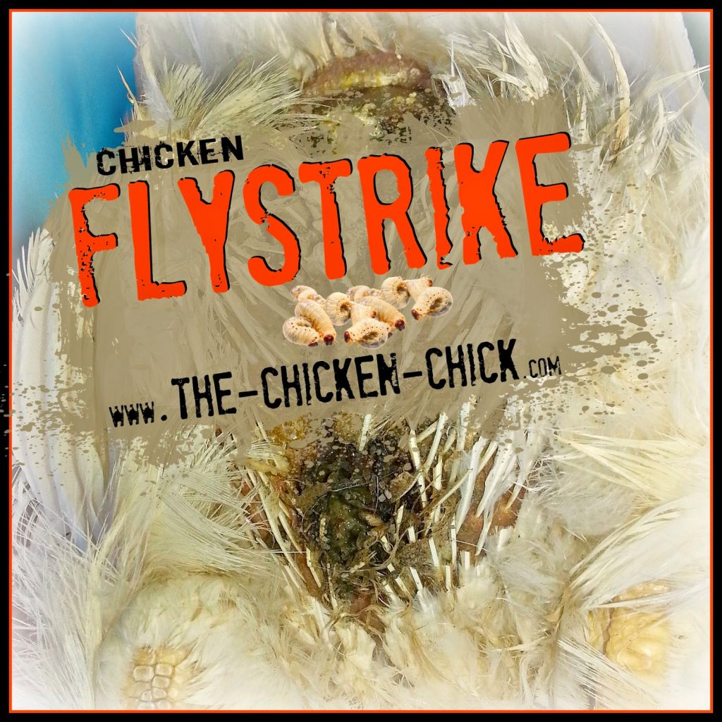 Flystrike is a sanitized nickname for maggots living in and feeding on the dead skin of a live animal, which results in an infection. Flystrike can affect chickens, humans and other animals. Flystrike is also known as myiasis, blowfly strike and fly-blown. Whatever you call it, it’s nasty and can be fatal if undetected in time.