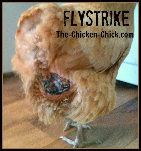 fly strike spray for chickens