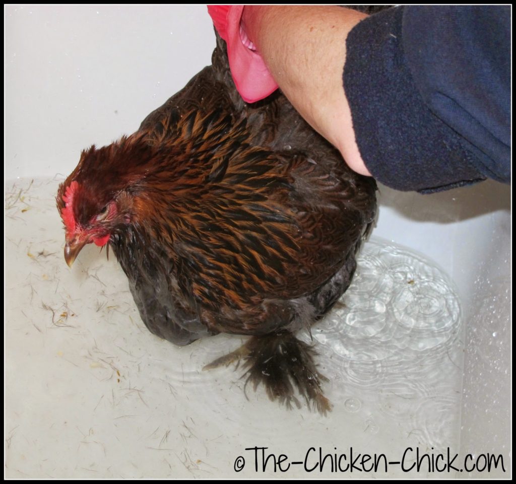 Bathe the chicken, submerging the affected area in water, to assess the extent of the wound and drown as many maggots as possible.