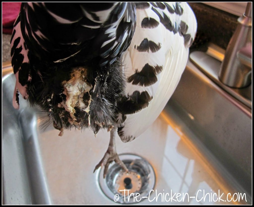 Until any chronic droppings problem can be resolved, it is imperative to keep feathers underneath the vent clean to avoid flystrike. If droppings begin to accumulate beneath the vent, give the chicken a bath as described in this article. If feathers are impossible to clean thoroughly, carefully trim them off with scissors.