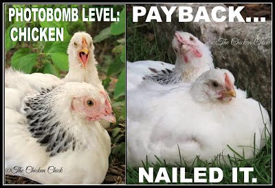 Photobomb Level: Chicken. Payback...NAILED IT.
