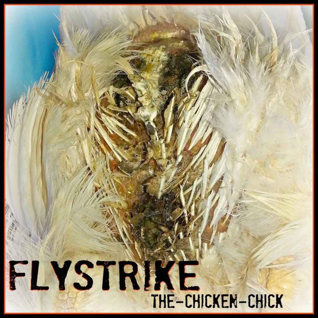 Flystrike in Backyard Chickens, Causes, Prevention & Treatment Spray Vetericyn Wound & Infection treatment on the area affected by flystrike. This step may obviate the need for antibiotics in many cases of flystrike. Avoid ointments as maggots appreciate a moist, goopy, warm environment.