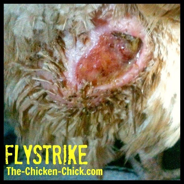 Obviously, having a veterinarian treat the infection is the preferred course of action, but absent that luxury, most uncomplicated cases of flystrike can be managed at home. 